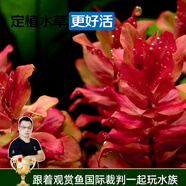 云峰海瑞水草活體懶人草魚缸造景活體水草套餐魚缸水草有莖類中后景真水草 【好養(yǎng)易活】紅蝴蝶（5只一組）