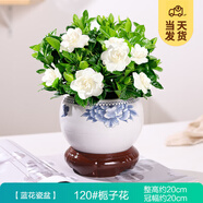 開時果 梔子花盆栽濃香型四季開花卉 陽臺花卉好養(yǎng)綠植物源頭直發(fā)包郵 藍(lán)花瓷盆【120#梔子花】