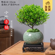 開時(shí)果 小葉赤楠盆景擺件 辦公室桌面綠植花卉好養(yǎng)盆栽植物源頭直發(fā)包郵 【熱銷款】哥窯浸墨盆+苔蘚+底座