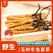 三江源冬蟲夏草4根/g 1克4根野生蟲草 青海玉樹蟲草 玉樹原產(chǎn)高海拔蟲草