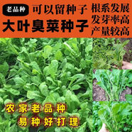 老品種四季大葉臭菜種子東北芝麻臭菜濃香野菜農家庭院春夏蔬菜孑 老品種大葉臭菜種子【100克】