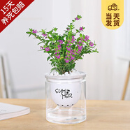 開時果 綠植盆栽桌面水培綠植 辦公室植物懶人盆景水養(yǎng)植物源頭直發(fā)包郵 滿天星（星星點點）