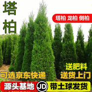 楓溢秋塔柏樹(shù)苗柏苗松柏樹(shù)苗掃墓墓地松樹(shù)苗柏樹(shù)苗四季長(cháng)青工程綠化苗木 30-40厘米高