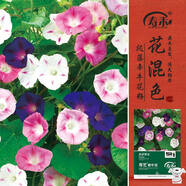 壽禾 牽牛花種子苗陽臺(tái)爬藤盆栽花卉種籽 壽藝爬藤牽?；ǚN子約3000粒