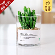 開時果 多肉植物仙人球仙人掌小盆栽桌面植物 肉肉組合辦公室內(nèi)綠植花卉 萬重山+黃金沙營養(yǎng)土
