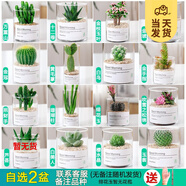 開時(shí)果 多肉植物仙人球仙人掌小盆栽桌面植物 肉肉組合辦公室內(nèi)綠植花卉 【2盆自選】組合多肉植物