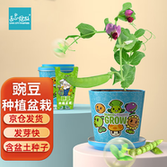 IAM City Farmer豌豆迷你盆栽 兒童種植盆栽幼兒園diy觀察綠植花卉種植套裝10020