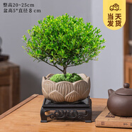 開(kāi)時(shí)果 小葉赤楠盆景擺件 辦公室桌面綠植花卉好養盆栽植物源頭直發(fā)包郵 蓮花古陶盆+苔蘚+底座