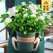 開時果 梔子花盆栽濃香型四季開花卉 陽臺花卉好養(yǎng)綠植物源頭直發(fā)包郵 加侖盆【120杯#梔子花】