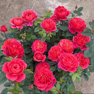 清韻伊人 月季花樹苗爬藤當(dāng)年開花月季花苗特大花盆栽地載庭院薔薇 絕色果汁