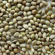 種子中草藥植物線麻漢麻種子野菜仁種子四季栽培易活 種子200粒 不含盆