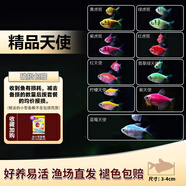 卡奇魚 斑馬魚 淡水魚 觀賞魚 小型觀賞魚 熱帶魚 蝶翼斑馬熒光好養(yǎng)易活 天使9色套餐（圖上每種各1只）