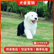 旺狗財貓古代牧羊犬幼犬活體古牧純種寵物狗狗古牧犬大型犬 寵物級 B 公