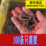 泥鰍苗新鮮幼苗小泥鰍本地活體圓鰍苗活筏釣體放生養(yǎng)殖苗 2-3cm  50條+5路損限一件無贈品