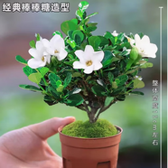 倘沭灣梔子花盆栽花卉植物室內帶花苞陽臺水培綠植濃香型大樹苗四季好養(yǎng) 90#達摩梔子花【簡易盆帶花苞】+肥 帶盆栽好