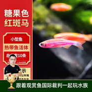 云峰海瑞熱帶魚 觀賞魚 觀賞魚小型 斑馬魚 活體 熱帶魚活體 小型魚 活魚 紅斑馬魚10條