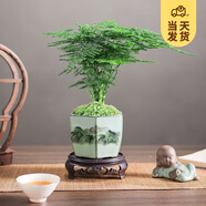 開時(shí)果 文竹盆栽桌面擺件盆景 辦公室植物竹子水培綠植盆景源頭直發(fā)包郵 山水陶瓷盆+苔蘚+底座