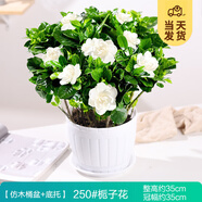 開時果 梔子花盆栽濃香型四季開花卉 陽臺花卉好養(yǎng)綠植物源頭直發(fā)包郵 仿木桶+底托【250#梔子花】