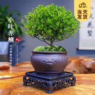 開(kāi)時(shí)果 小葉赤楠盆景擺件 辦公室桌面綠植花卉好養(yǎng)盆栽植物源頭直發(fā)包郵 【DY同款】獅頭紫砂盆+苔蘚+底座