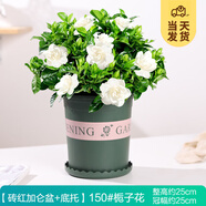 開時果 梔子花盆栽濃香型四季開花卉 陽臺花卉好養(yǎng)綠植物源頭直發(fā)包郵 加侖盆【150#梔子花】