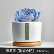 綠蔭巷子多肉植物組合套餐肉肉室內(nèi)植物辦公室電腦桌面盆栽好養(yǎng)活小盆栽 【藍(lán)石蓮】精養(yǎng)大顆 含瓷盆+托