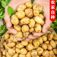 正宗恩施富硒黃心小土豆新鮮迷你高山現(xiàn)挖馬爾科小個(gè)土豆馬鈴薯 【乒乓球大小/小果】 【整箱：3.25斤-3.3斤】富硒高山小土豆