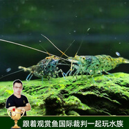 云峰海瑞黑殼蝦清潔蝦觀賞蝦 魚缸水族箱水草缸清潔除藻淡水 【清潔大師】70只/組+50只損耗