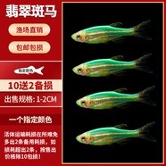 寵小俠小型熱帶魚(yú)斑馬魚(yú)燈科魚(yú)魚(yú)苗活體觀(guān)賞魚(yú)淡水好養耐活寶蓮燈孔雀魚(yú) 翡翠斑馬12條【10送2備損】