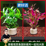 云峰海瑞水草活體懶人草魚缸造景活體水草套餐魚缸水草有莖類中后景真水草 【新手必選】【凈水石組合】 青竹+血心蘭