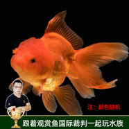 云峰海瑞觀賞金魚 冷水魚 觀賞魚金魚 活體魚 淡水魚小金魚活魚錦鯉魚 【優(yōu)選】種魚紅獅9-12cm1條隨機