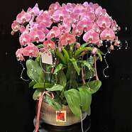 Only you【兩小時達】蝴蝶蘭帶花苞花劍花盆真花蘭花盆栽開業(yè)喬遷佛堂供花 12株桃紅色（瓷盆隨機）