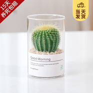 開時果 多肉植物仙人球仙人掌小盆栽桌面植物 肉肉組合辦公室內(nèi)綠植花卉 金冠+黃金沙營養(yǎng)土