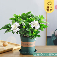 開時果 梔子花盆栽濃香型四季開花卉 陽臺花卉好養(yǎng)綠植物源頭直發(fā)包郵 加侖盆【90號杯#梔子花】