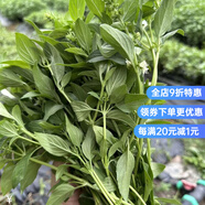 羅勒葉新鮮可食用九層塔金不換香料魚香草蘭香臺式三杯雞食材可吃 綠梗750g