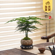 開時(shí)果 文竹盆栽桌面擺件盆景 辦公室植物竹子水培綠植盆景源頭直發(fā)包郵 【上新款】蓮花古陶盆+苔蘚+底托