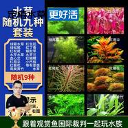 云峰海瑞水草活體懶人草魚(yú)缸造景活體水草套餐魚(yú)缸水草有莖類(lèi)中后景真水草 【高性?xún)r(jià)比】隨機(jī)九種套裝