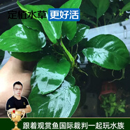 云峰海瑞水草活體懶人草魚缸造景活體水草套餐魚缸水草有莖類中后景真水草 【好養(yǎng)易活】小巴榕水草一顆