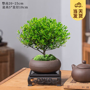 開(kāi)時(shí)果 小葉赤楠盆景擺件 辦公室桌面綠植花卉好養(yǎng)盆栽植物源頭直發(fā)包郵 紫砂橢圓盆+苔蘚+底座