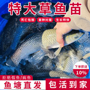 特大草魚苗活體淡水養(yǎng)殖食用草皖魚10cm20cm半斤一斤草魚苗批發(fā)脆皖魚草混子 草魚苗6-8厘米10條送10%防損