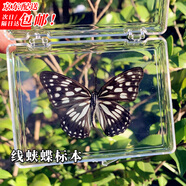 東之天地 真蝴蝶標(biāo)本收藏生日禮物昆蟲(chóng)擺件拍照學(xué)生教學(xué)用工藝品道具擺件 線蛺蝶1個(gè)（帶透明盒）