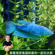 云峰海瑞 小型熱帶魚觀賞魚活體紅綠燈魚淡水水族魚寵物虎(四間魚)皮魚 藍曼龍魚3條
