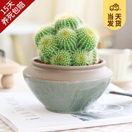 開(kāi)時(shí)果 多頭金冠多肉植物帶盆 金絲猴仙人球掌盆栽花卉肉肉老樁綠植盆景 多頭金冠+哥窯拼接瓷盆