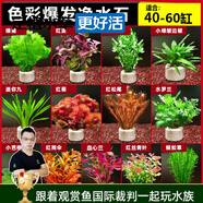 云峰海瑞水草活體懶人草魚缸造景活體水草套餐魚缸水草有莖類中后景真水草 好看好養(yǎng)【色彩爆發(fā)凈水石】40-60cm套餐