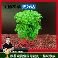云峰海瑞水草活體懶人草魚缸造景活體水草套餐魚缸水草有莖類中后景真水草 【好養(yǎng)易活】雪花草凈水石1份