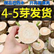 綠蔭巷子帶芽巴西木好養(yǎng)活水培植物幸運木桌面綠植小盆栽辦公室內(nèi)水養(yǎng)送禮 帶4-5個芽11cm【不含盆】 【中號】直徑6-7厘米 含營養(yǎng)液
