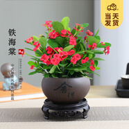 開(kāi)時(shí)果 鐵海棠盆栽帶花發(fā)貨 虎刺梅四季開(kāi)花卉植物盆景綠植源頭直發(fā)包郵 【熱銷(xiāo)款】舍得紫砂盆+圓底托