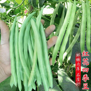 特長(cháng)豆角缸豆苗壓塌架蔬菜苗青條有無(wú)架四季高產(chǎn)秧苗帶土樹(shù)苗 四季豆苗20棵