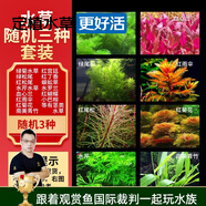 云峰海瑞水草活體懶人草魚缸造景活體水草套餐魚缸水草有莖類中后景真水草 【好養(yǎng)易活】隨機(jī)三種套裝