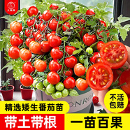 大禹矮生番茄苗盆栽小西紅柿苗帶土秧苗種子圣女果樹苗壽光水果蔬菜苗 紅矮生小番茄苗秧苗 6棵 帶土