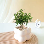 佰花錦辦公桌面綠植盆栽發(fā)財樹(shù)室內客廳奶油風(fēng)網(wǎng)紅盆景精致美觀(guān)四季好養 清香胡椒木+PVC白泡泡盆 整體高度約15-25cm